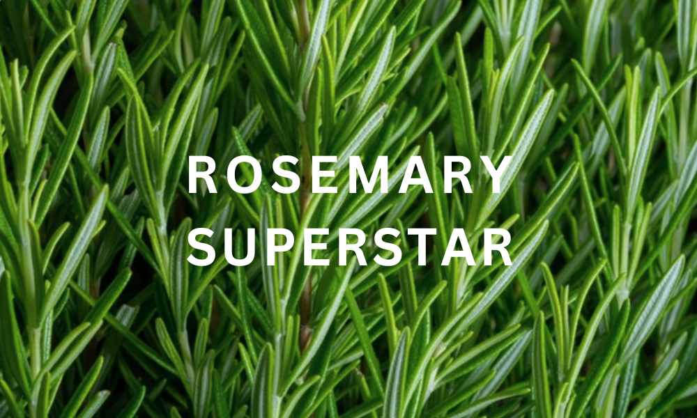 Need More Thickness, Density, and Hair Growth? The Italian Rosemary Spotlight in Need More Serum